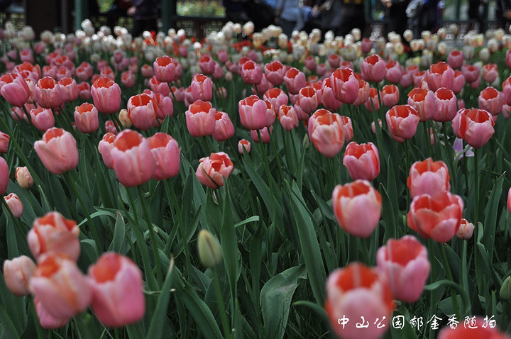 真正的五彩斑斓。北京赏郁金香的最佳地点自是