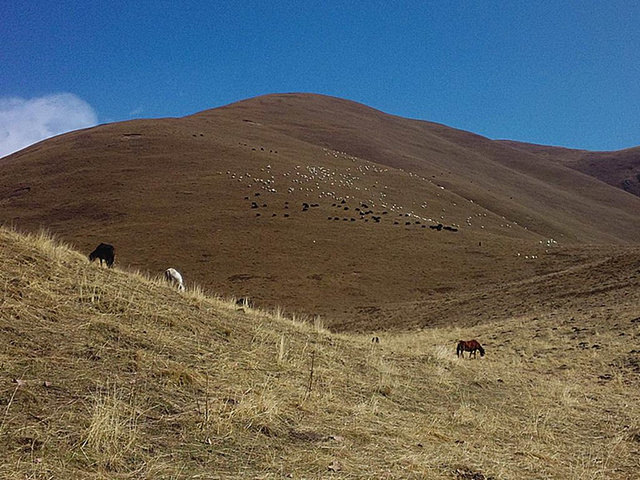 美丽辽阔的甘南大草原,草地深处是人家吗?父亲