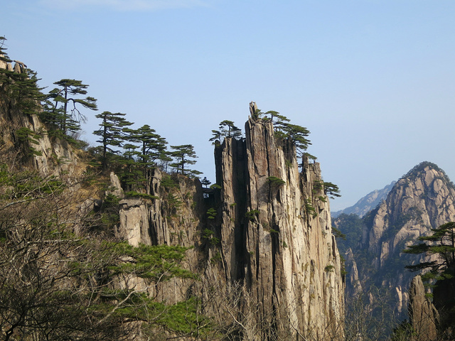黄山松总能生长在悬崖绝壁之上,虽只有极其稀少的土壤却能长得极其