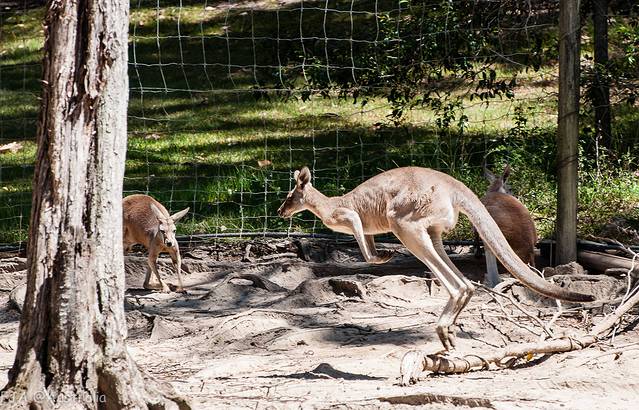 可伦宾野生动物保护区