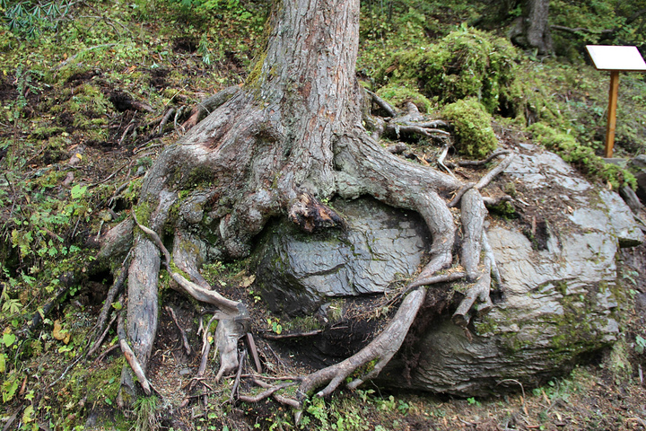 树之魂树之魂山之灵山之灵