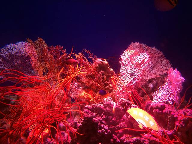 烟台海昌鲸鲨海洋公园