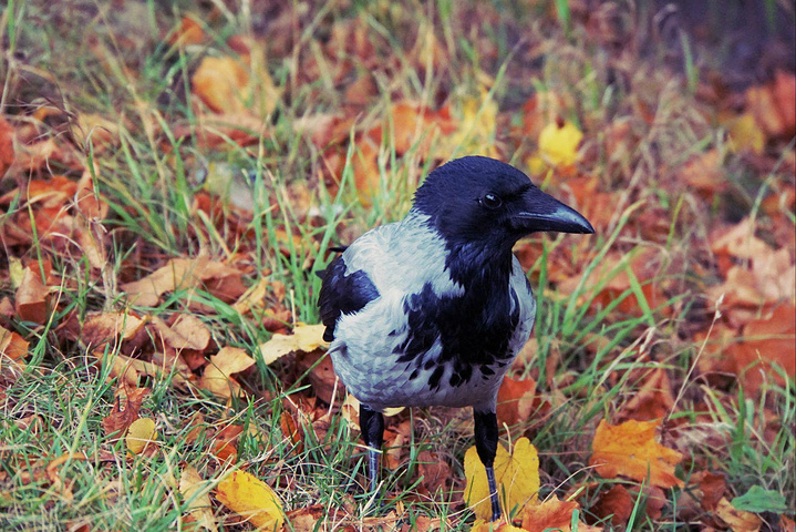 都说圣彼得堡小偷多,这不公园里也提醒着呢,不