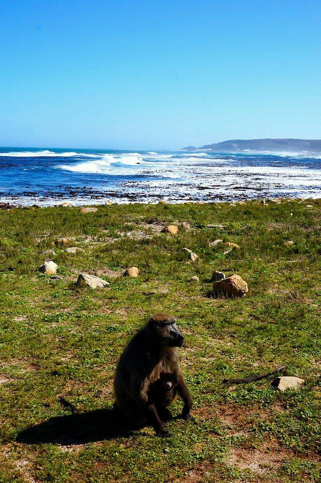 非洲最美的国度--南非之行