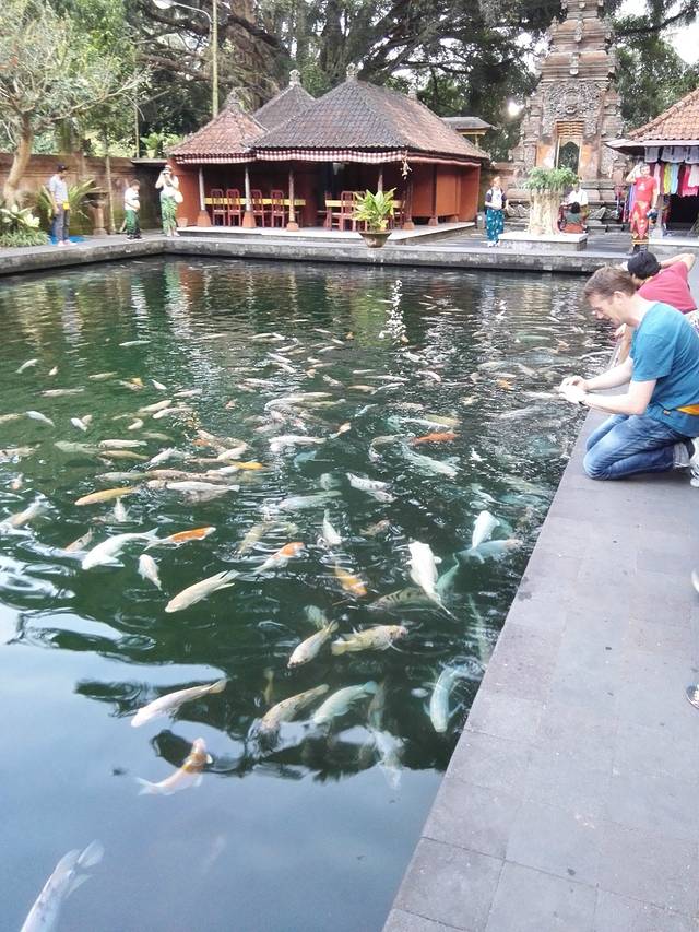 巴厘岛,鸡蛋花盛开的泡沫之夏。