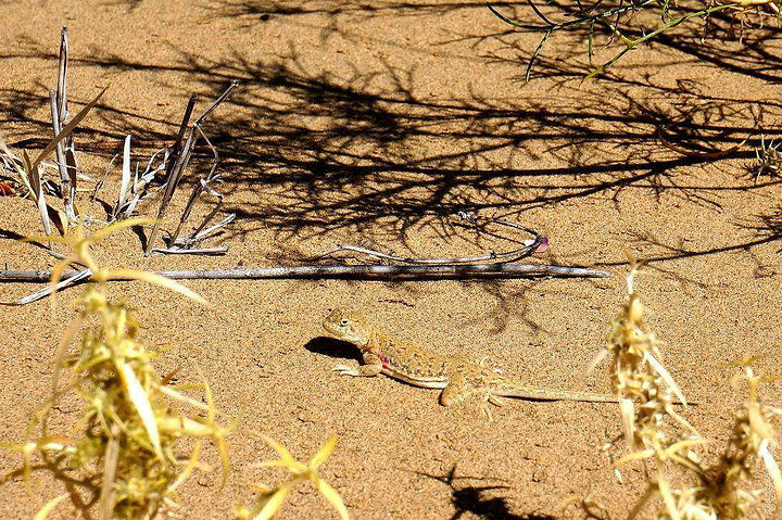 2017相机不做防沙保护很容易就报废拉_库布齐