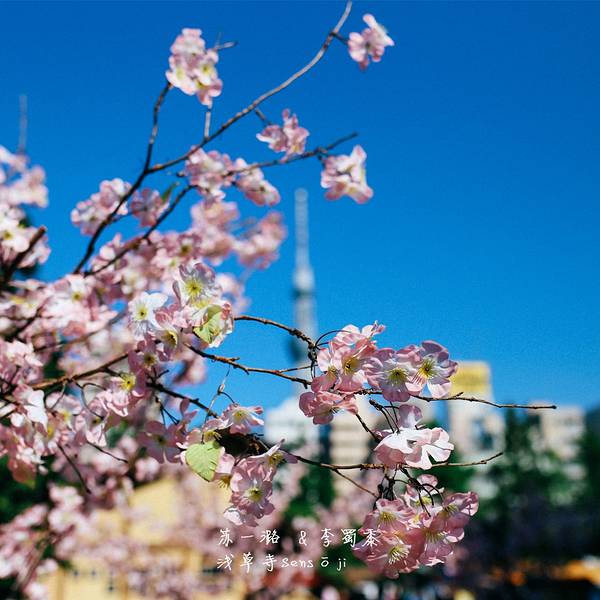2018浅草寺_旅游攻略_门票_地址_游记点评,东