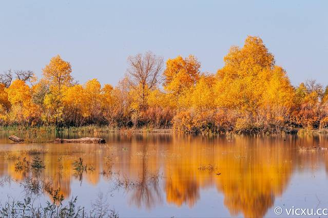额济纳胡杨林旅游区