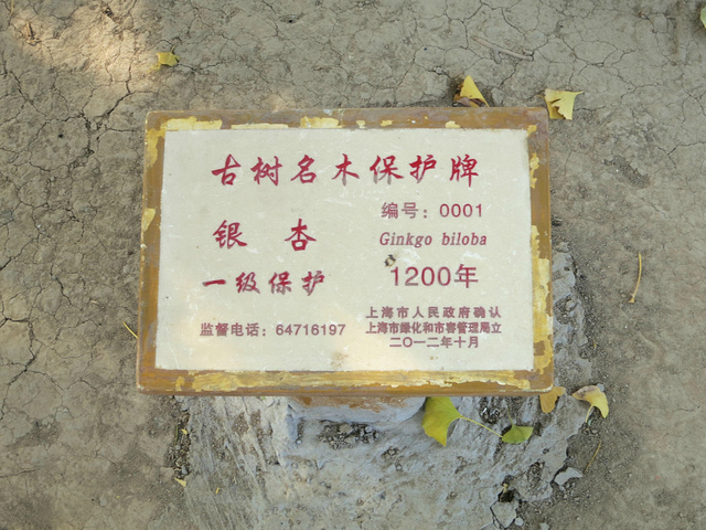 古树非常高大到了秋天其他银杏树都变成了金黄色古树的叶子还是比较青