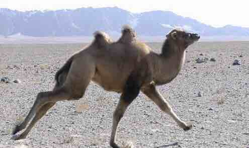 罗布泊野骆驼自然保护区