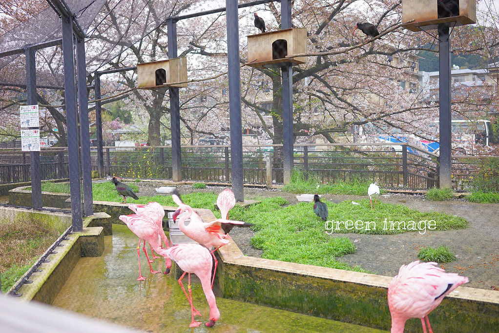 京都市立动物园