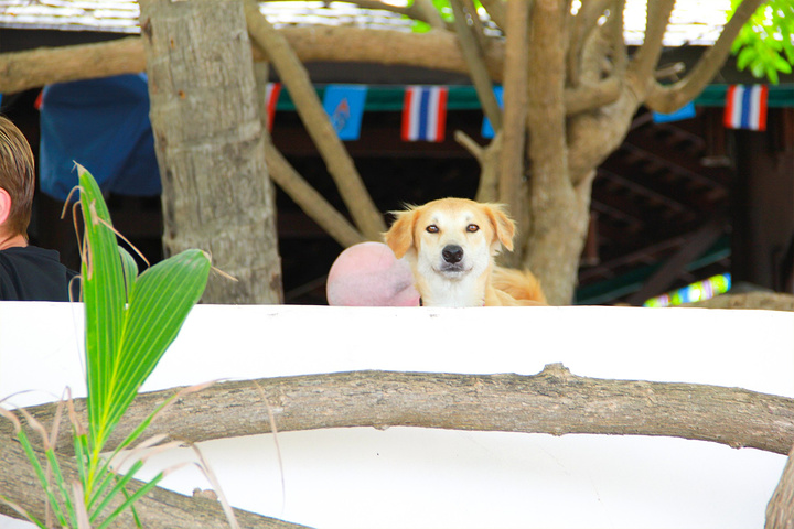 2017因为摩托在泰国是超级普遍的交通工具,所