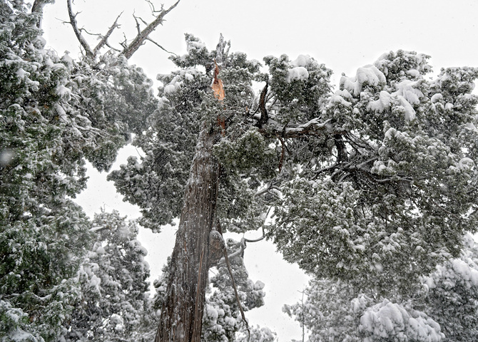 "...泛滥，亲眼目睹了这一惨烈现象：千年古柏的枝干在暴雪的重压下，不时发出可怕的断裂声，轰然折断落地_孔庙"的评论图片