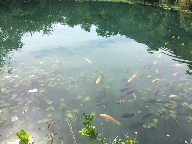 "这里是原住民生活的部落～中饭超好吃 营养又美味 有一种很大的烤鱼叫台湾雕不错哦_马太鞍湿地生态园区"的评论图片