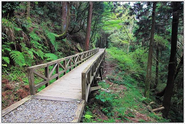 阿里山邹族特富野古道
