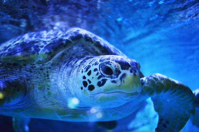 烟台海昌鲸鲨海洋公园