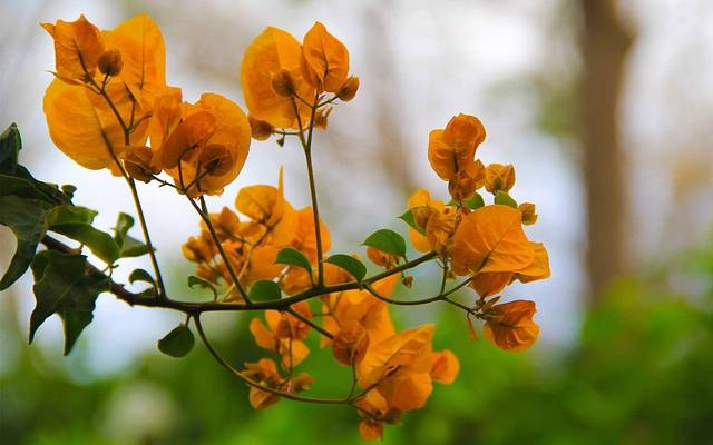 约翰内斯堡动物园