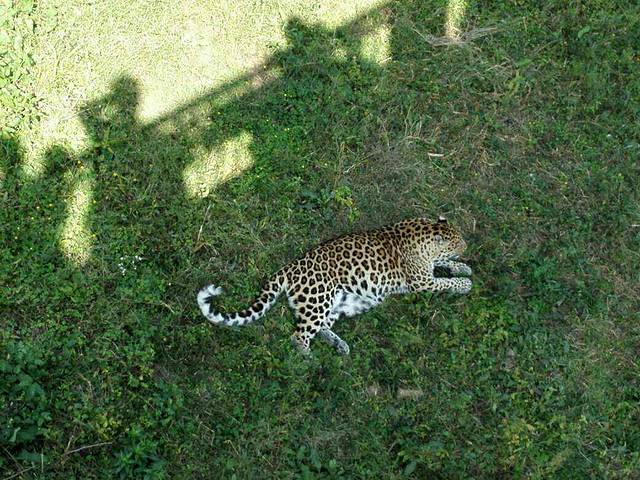 青岛森林野生动物世界