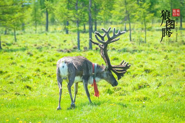 敖鲁古雅原始驯鹿部落