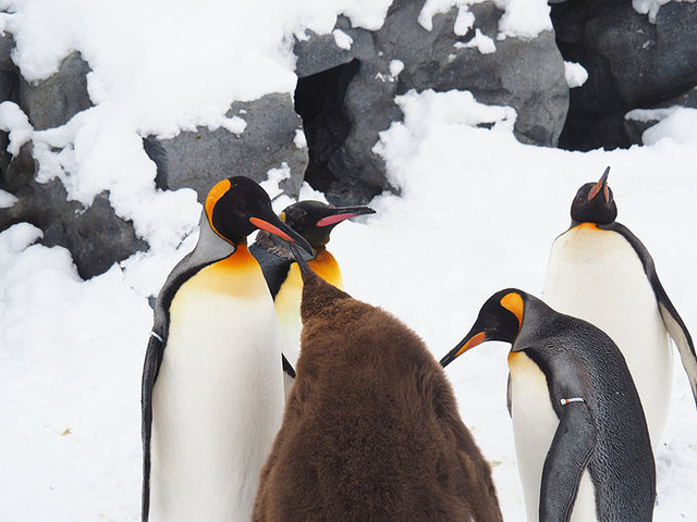 21曾经日本最有名的观看动物最多的是东京的上野动物园 而旭川动物园由于处在北海道很遥远的旭川 地理 旭山动物园 评论 去哪儿攻略