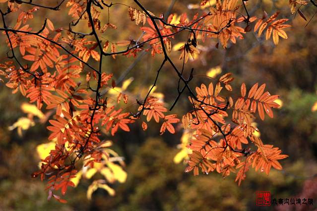 诺日朗中心餐厅