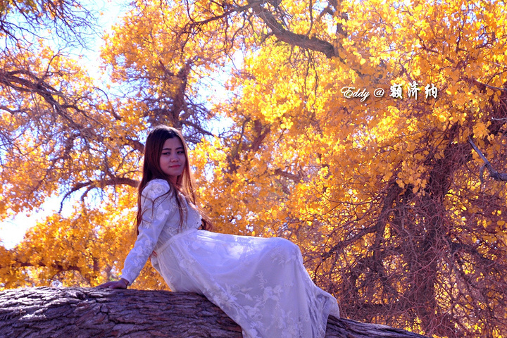 美景吸引了许多拍照的美女_额济纳胡杨林旅游区"的评论图片