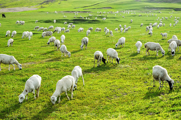 很有感觉的村子旁边有一群可爱的羊逆光下的羊群一切都是这么美好赶上