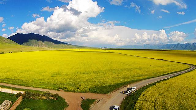 门源百里油菜花海