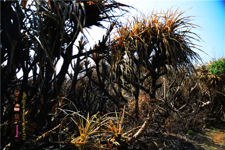 2017.感受生态平衡的景象,为了知道爱护环境的