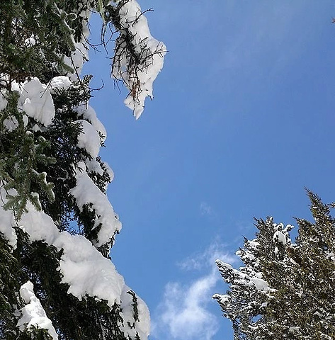 "经过昨天海拔较高的梦笔山，我觉得我爬玛嘉沟这座雪山完全不用担心高反了。木栈道上的羊群_玛嘉沟"的评论图片