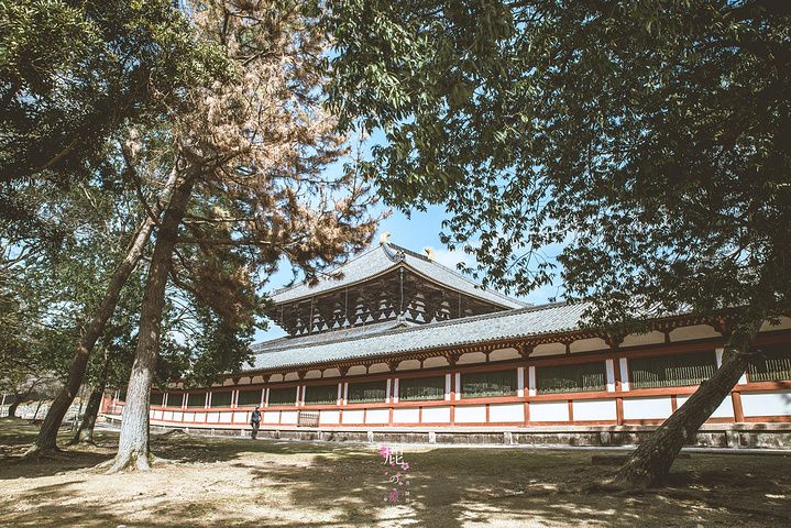 "从东大寺出来，见到如此有爱的一幕，居然来得及拿起相机拍拍拍，感觉大满足！你看看。你看看。你看看_东大寺"的评论图片