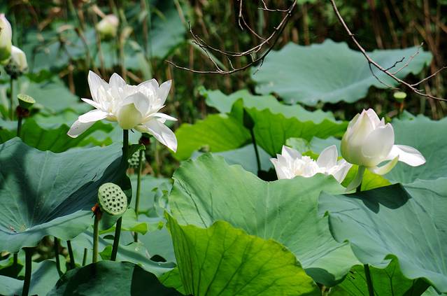东平国家森林公园
