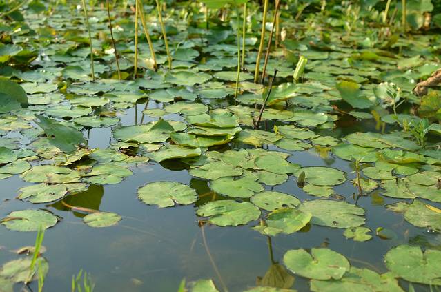 三圣花乡旅游区