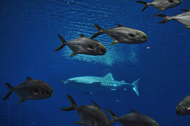 去珠海,去广州,去看心仪已久的海底世界