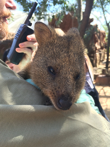 爱自拍的小袋鼠!可是它还没睡醒