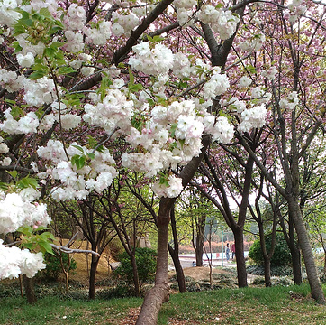 禹州森林植物园