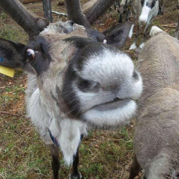 敖鲁古雅驯鹿之乡