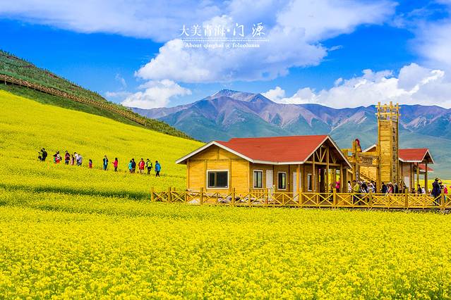 门源百里油菜花海