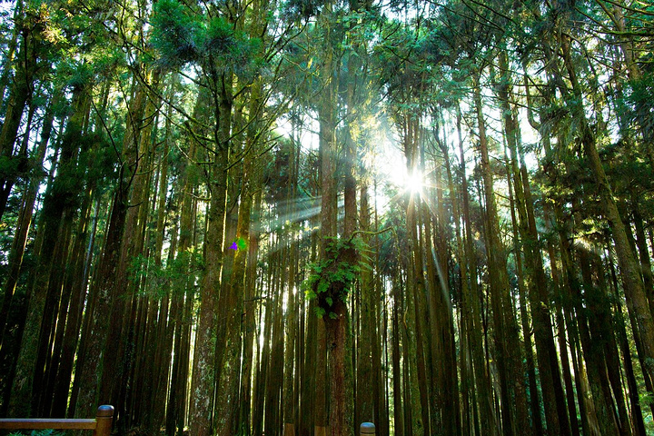 "沿路风景都很原生态，没有太多人迹的感觉，很多路面都长满青苔，快要把路面掩没了。好喜欢_塔山步道"的评论图片