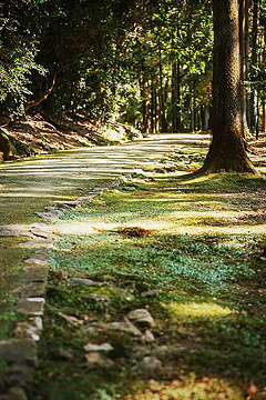 奈良公园旅游景点攻略图