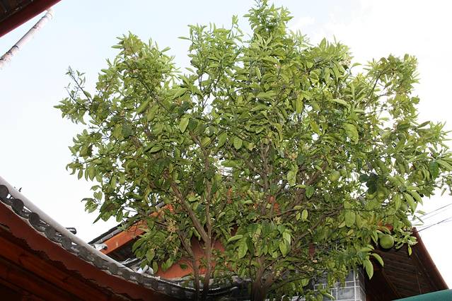 丑橘树,桐花树,绯红树_大山谷图库
