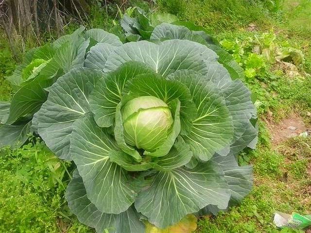 当时第一次看到这样的包菜花很是兴奋不已