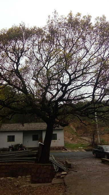 富盛五峰岭图片