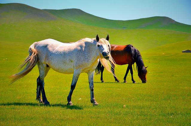黑山头边城骑马场