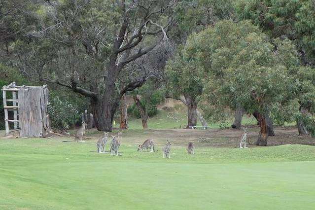 Anglesea Golf Club