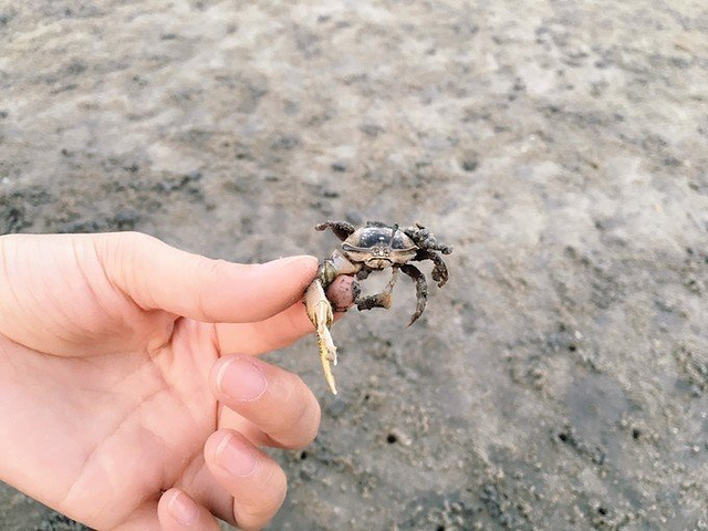 独臂蟹仔,只有一只钳,还异常凶猛奥南海边那条街长这样的.