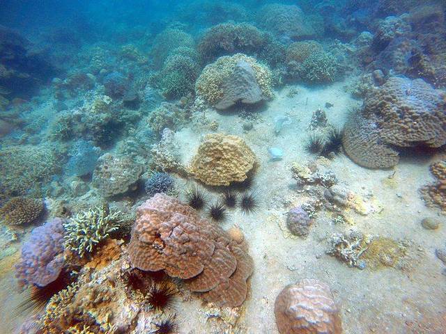 彩虹潜水-芽庄潜水中心