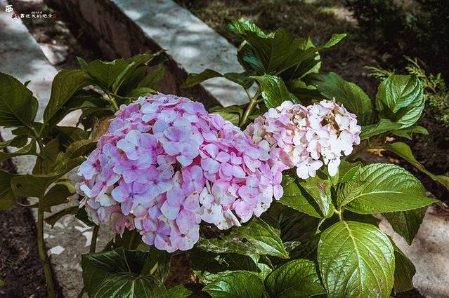 【我与JIA人有约】西藏,如愿而来