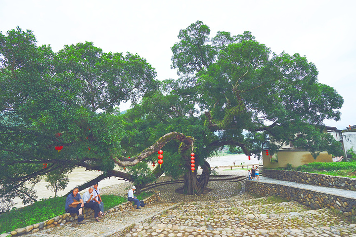 "榕树是福州市树，四季常青、枝荣叶茂、雄伟挺拔、生机盎然，象征着福州城市精神风貌_嵩口镇"的评论图片