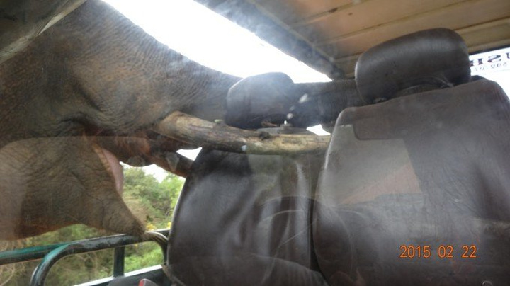 果车上人少(比如两三个人),大象就会肆无忌惮的